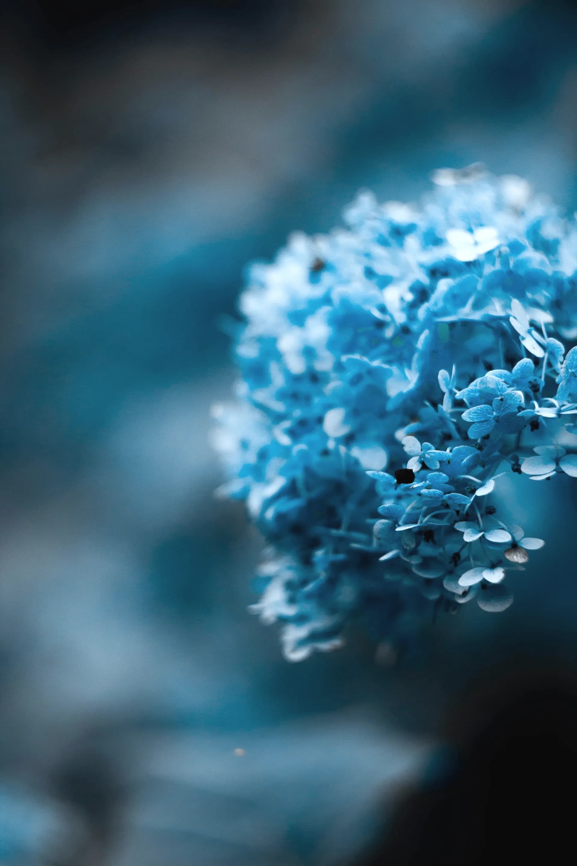A close up of a bush of tiny blue flowers
